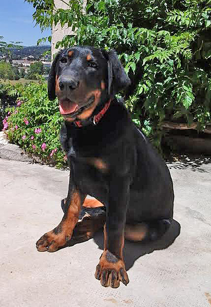 domainedelalicorne.fr Elevage de beauceron chiot beauceron pure race élevage du clos de la licorne elevage des gardiens de la licorne elevage beauceron noir et feu authentique gros gabarits élevage de Beauceron familial sérieux et qualité domainedelalicorne.fr suivi des chiots conseil d’éducation chiot propre bas rouge santé caractère spécialiste du beauceron noir et feu ou arlequin chien rustique berger de France  nos chiots sont élevés avec amour et attention notre passion au service de la qualité Beauceron de qualité et sportif domaine de la licorne 04380 BARRAS élevage en liberté éleveur berger de beauce élevage de beauceron de travail 